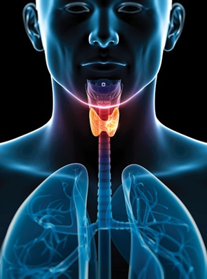 Illustration of the thyroid positioned in the neck